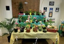 							                                Potted plants on display for the Plant Bingo hosted at Slocum Twp. Volunteer Fire Co. (Photo via Brianna Burford, Vice President of the Slocum Township Fire Co.) 					